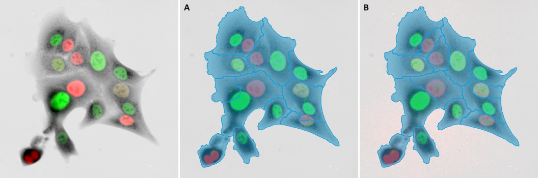 Fucci-expressing-NMuMG-cells-(A-segmentation-of-QPI-data,-B-segmentation-of-QPI-data-corrected-by-nuclear-fluorescence,-20x-obj-).png